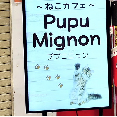 キャットカフェ ププミニョン 横須賀中央 三笠商店街にある猫カフェ 県下最大だそうです 今日も横須賀